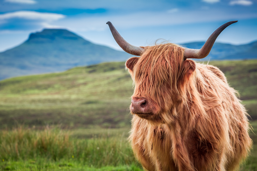 SCOTLAND - The Highlands